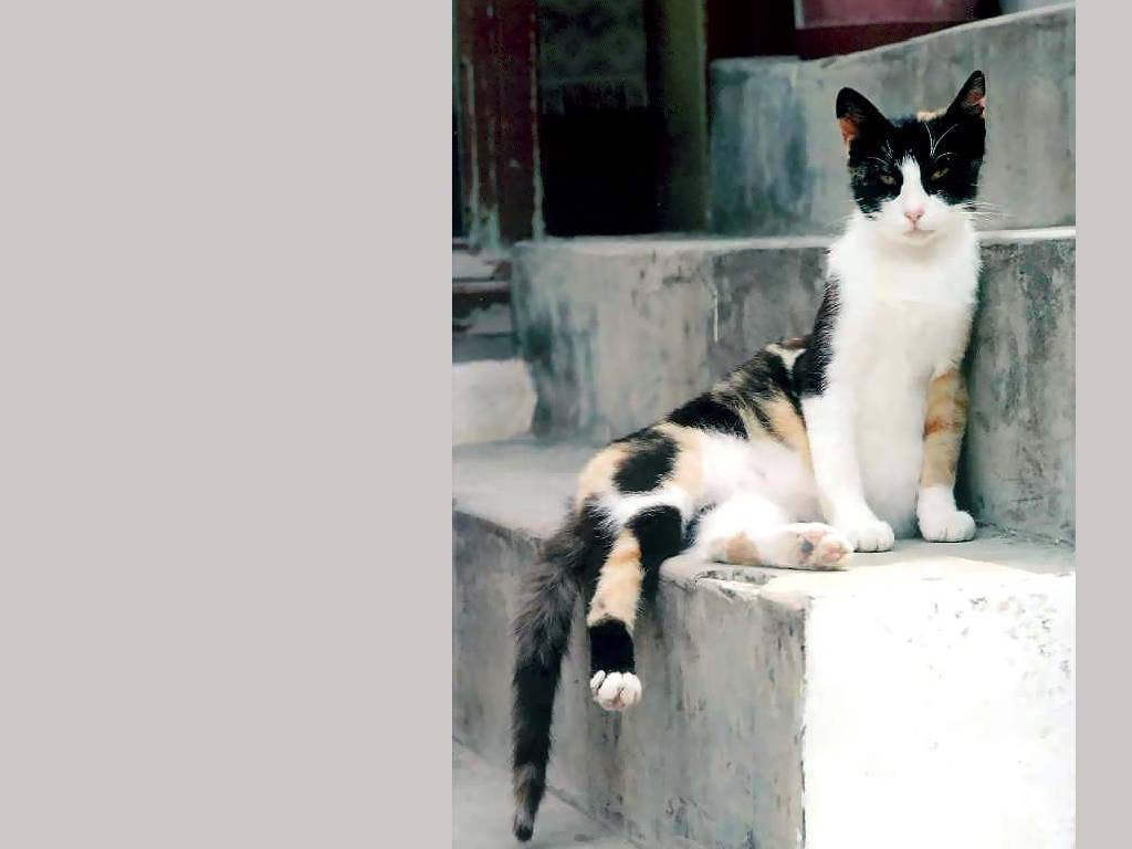 Gatti (165)
